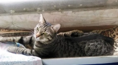 Мачка егзотична: кинески мачка змеј ли хуа